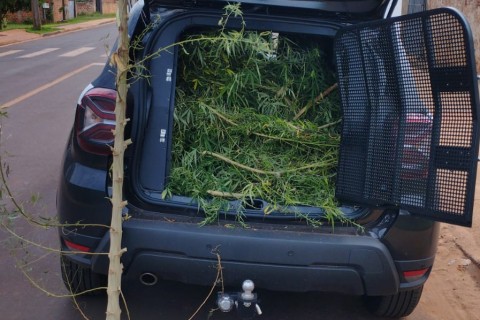 A Polícia Civil do Paraná (PCPR) apreendeu um pé de maconha medindo aproximadamente 2,5 metros de altura, plantado na parte lateral de uma residência. A ação aconteceu nesta terça-feira (24), em Mirador, na região Noroeste do Estado.